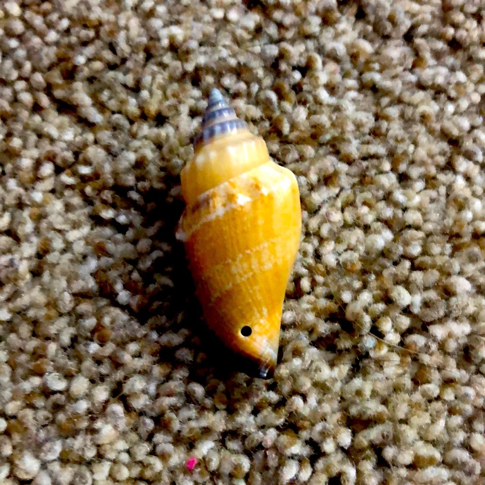 Shell